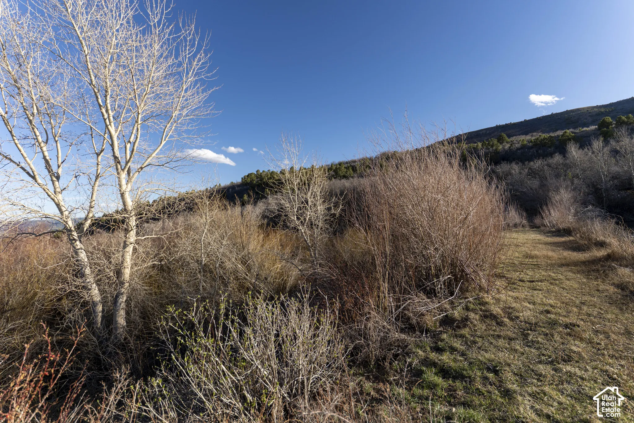 Expansive natural terrain featuring mature trees and varied vegetation