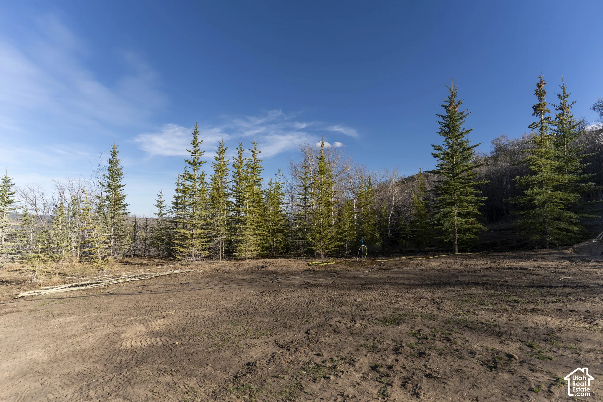 Cleared terrain with surrounding mature evergreen trees