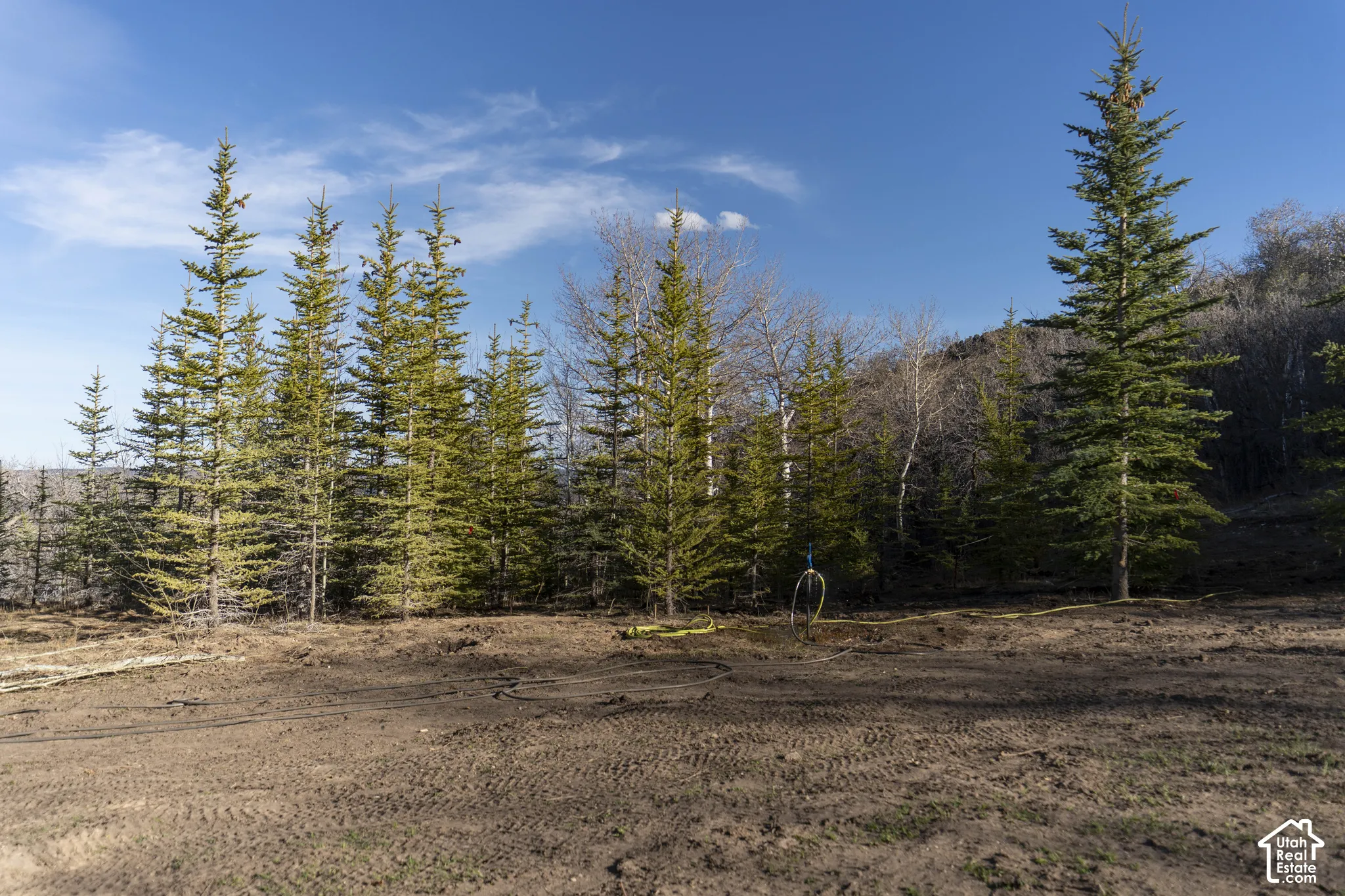Expansive lot featuring mature evergreen trees and natural wooded surroundings