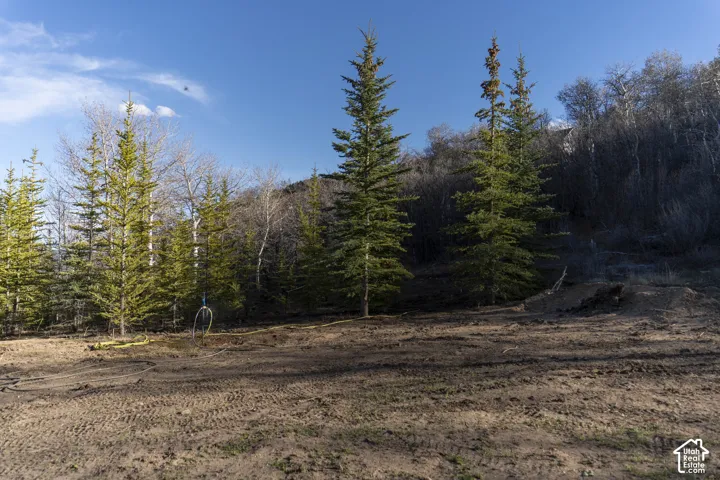 Wooded lot with mature evergreen and deciduous trees