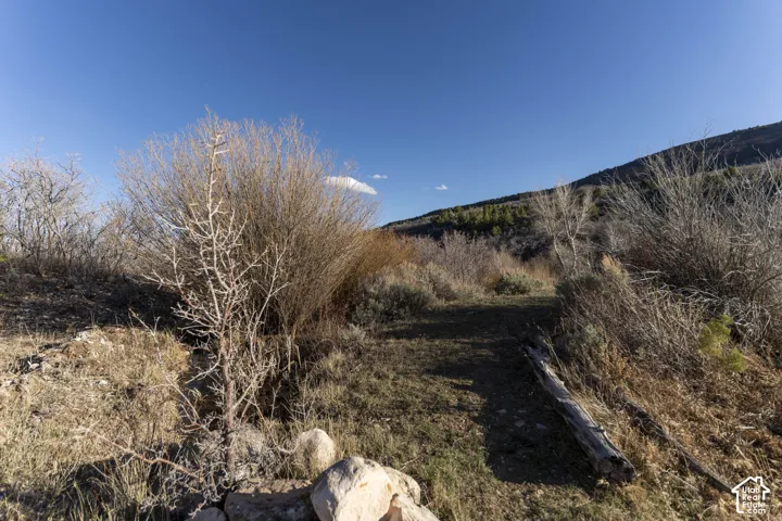Natural landscape with abundant native vegetation and a clearly defined path