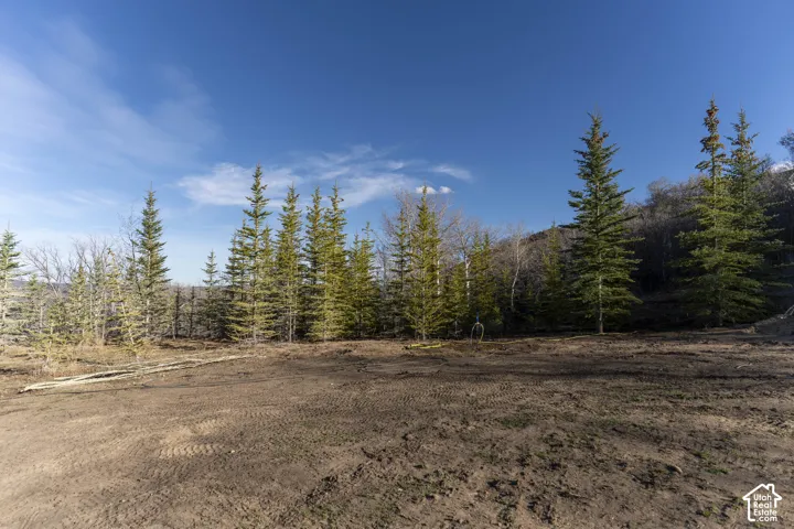 Cleared terrain with surrounding mature evergreen trees