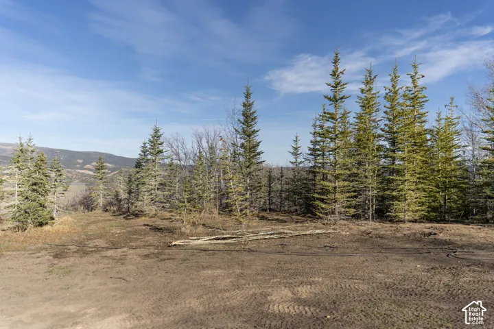 Expansive cleared lot bordered by mature evergreen trees