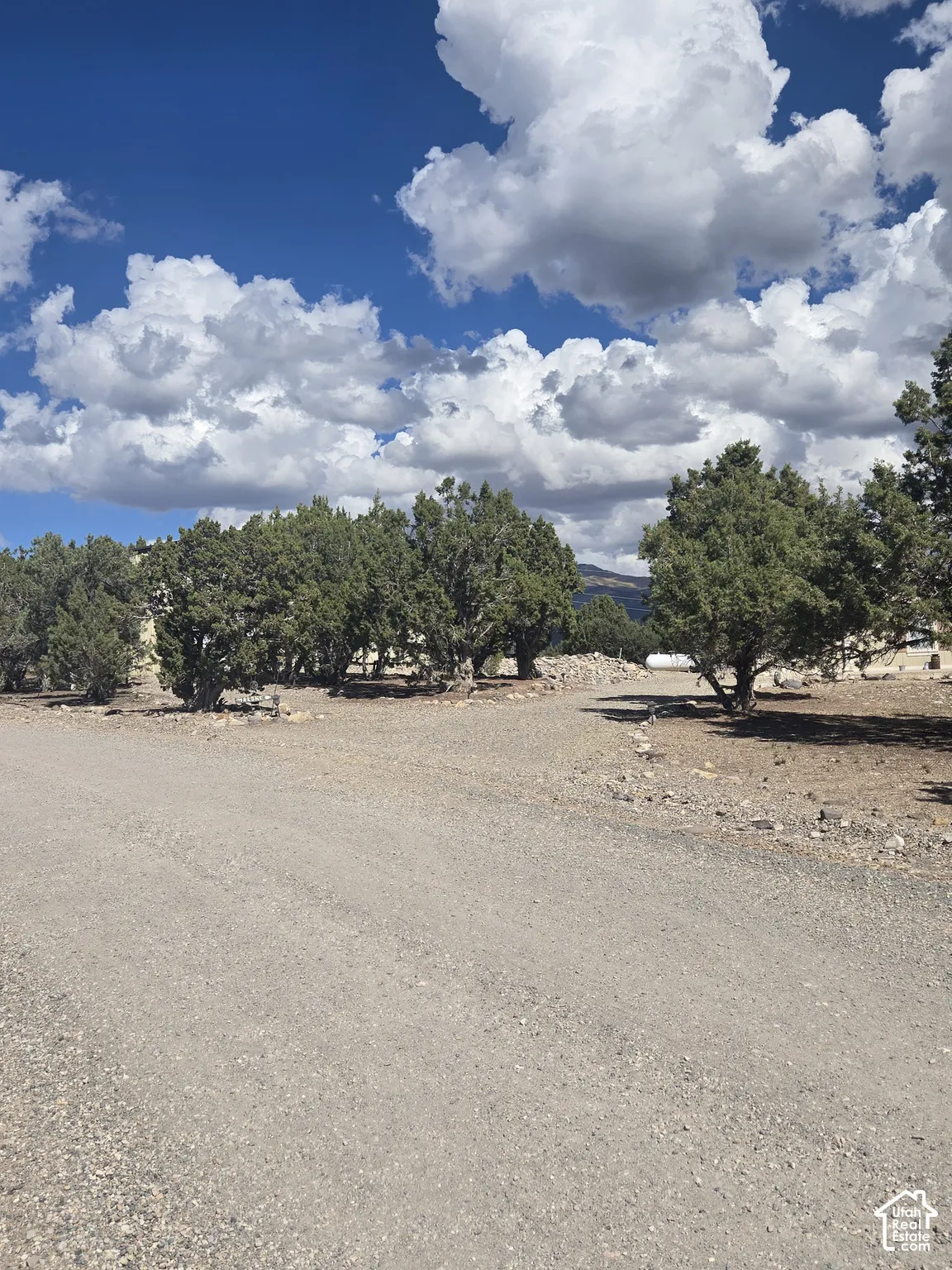 Gravel terrain with mature evergreen trees and a clear blue sky with cumulus clouds