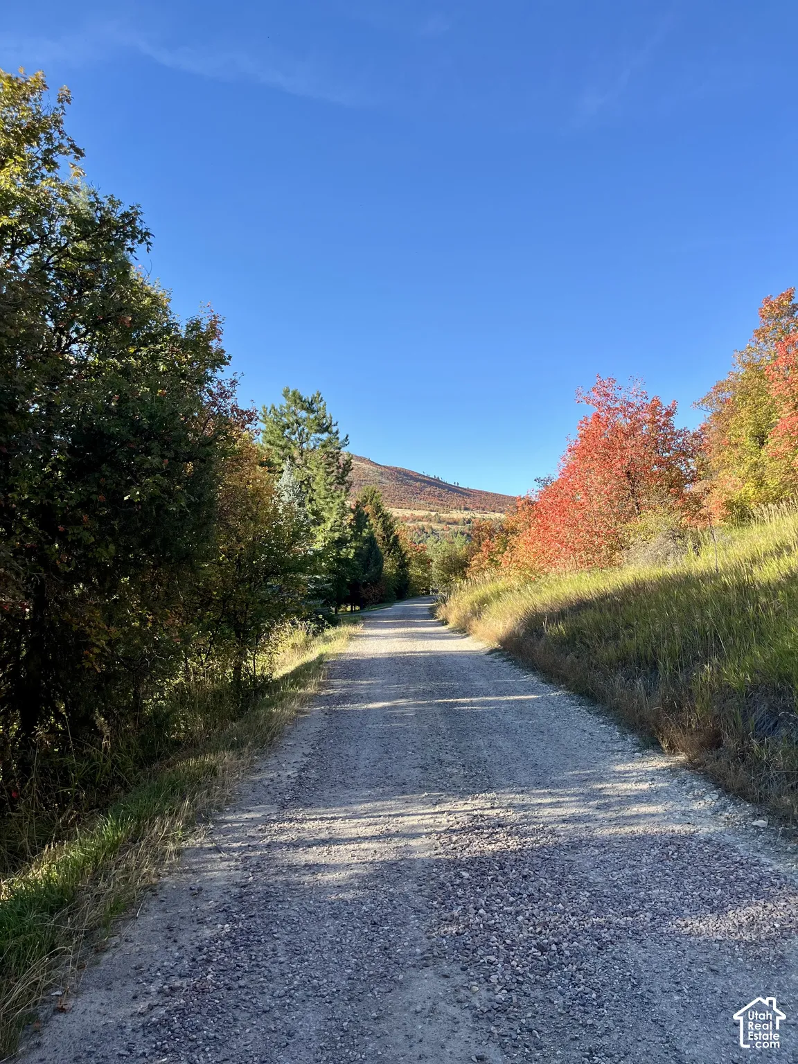 Gravel road bordered by trees with varied foliage and a clear sky