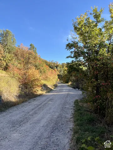 Gravel road surrounded by mature trees and natural landscaping