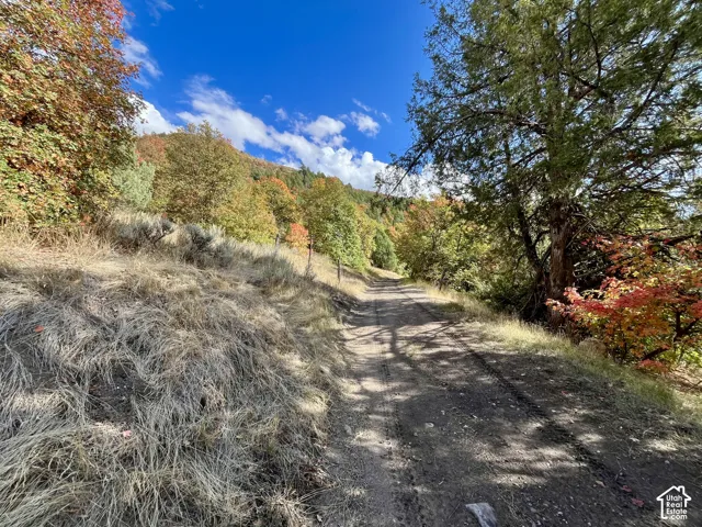Dirt path traversing a natural landscape with mature trees and varied foliage