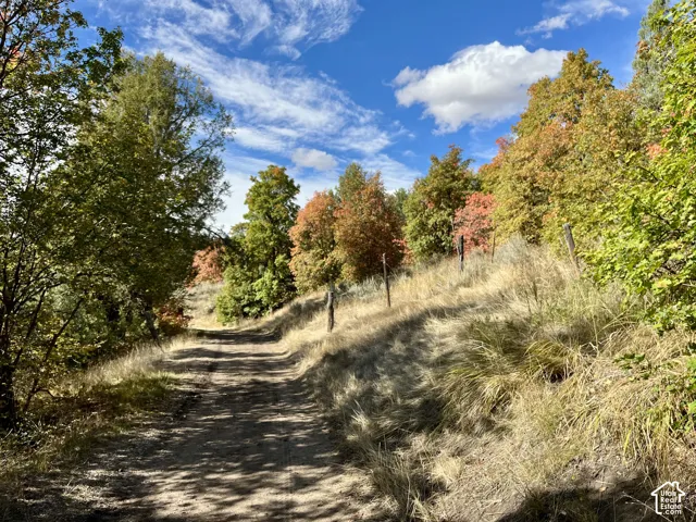 Dirt pathway bordered by varied foliage and natural terrain