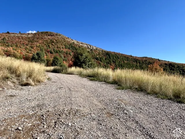 Gravel road bordered by tall, golden grasses, set against a mountainous backdrop