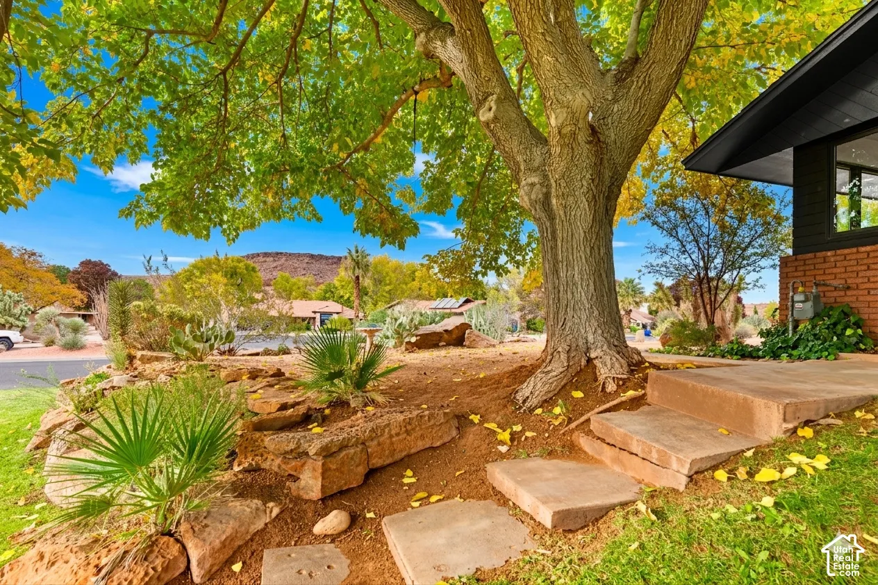 Mature deciduous tree providing ample shade, complemented by natural rock landscaping elements and established desert flora