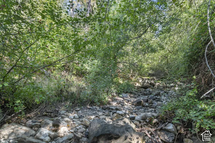 Rocky natural terrain surrounded by dense foliage