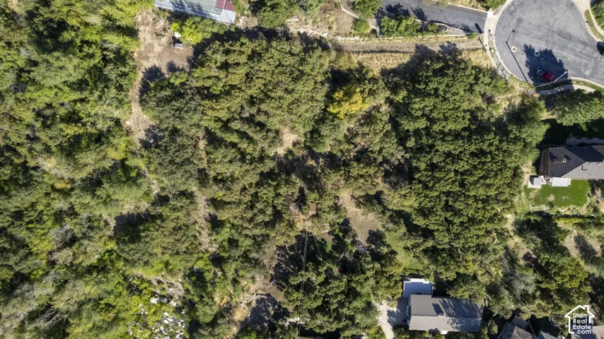 Expansive wooded lot featuring dense tree coverage