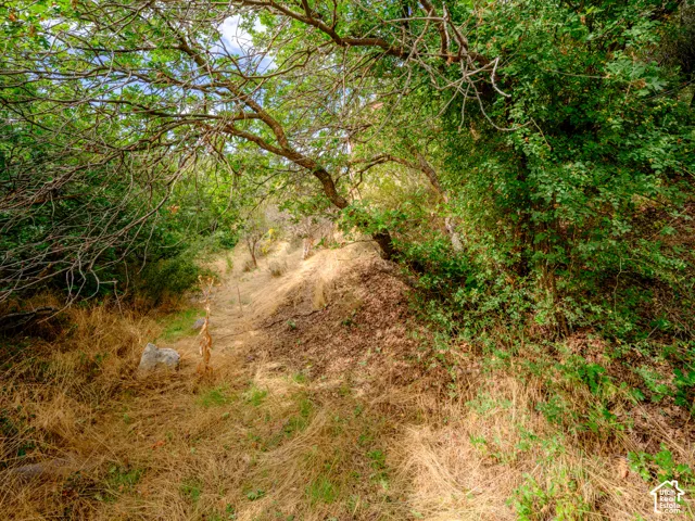 Natural terrain with a winding path surrounded by abundant foliage and mature trees
