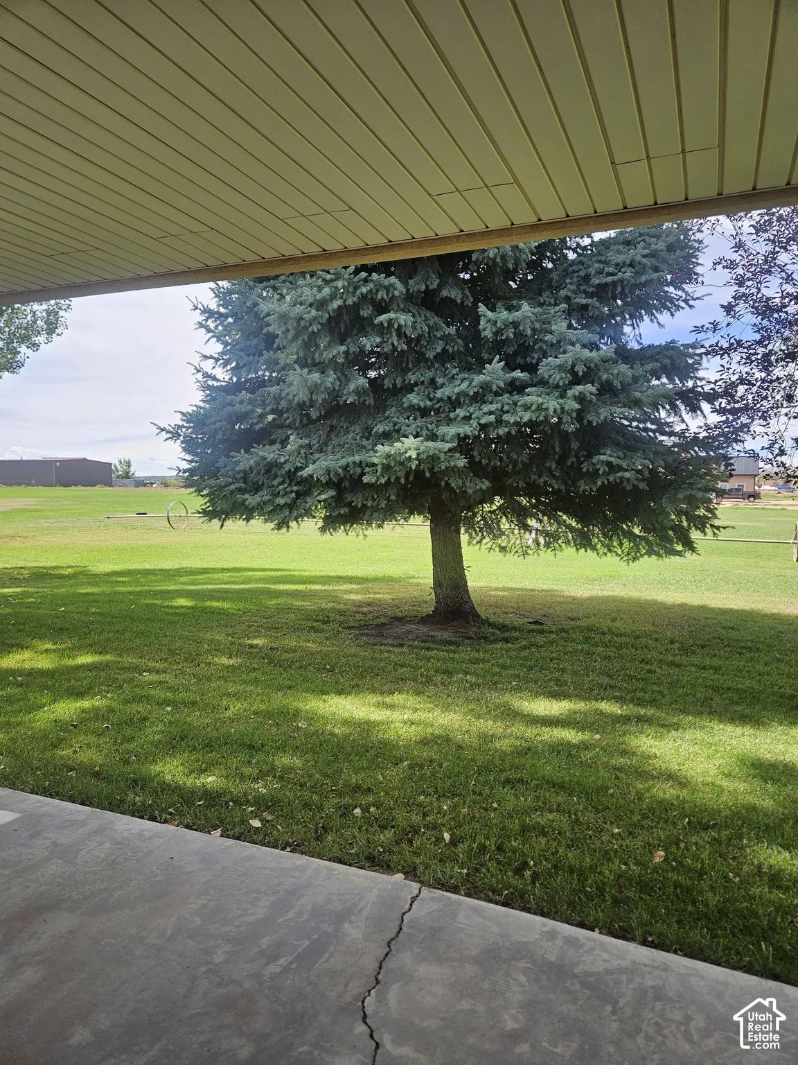 Expansive green lawn with mature evergreen trees and a paved patio area