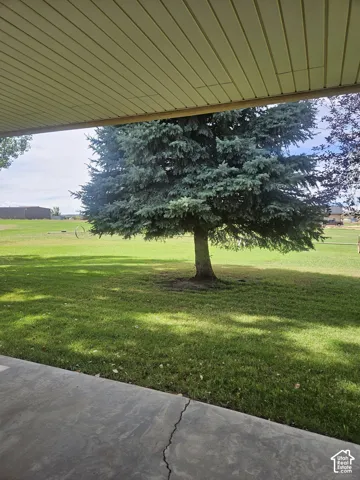 Expansive green lawn with mature evergreen trees and a paved patio area