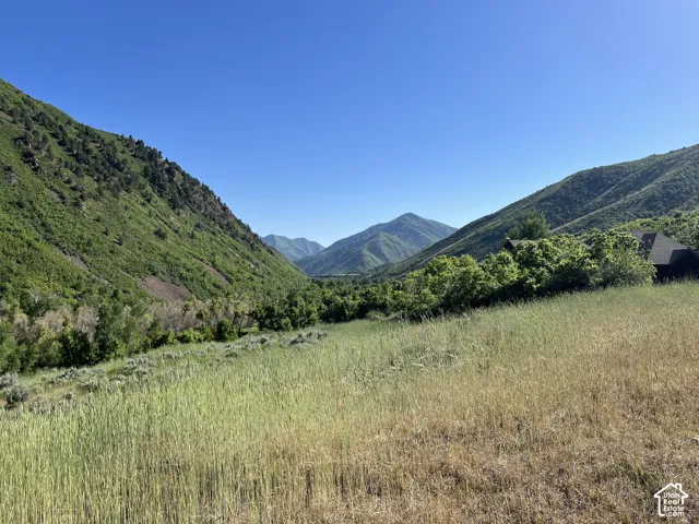 Springtime meadow views