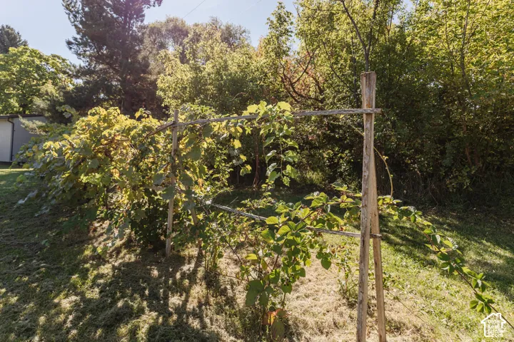 Outdoor space featuring a planted trellis, sloped terrain, and mature foliage