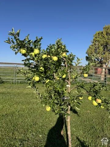 Fruit-bearing tree with green apples, set against a green lawn