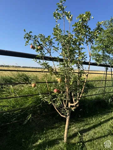 Fruit-bearing tree with green foliage, positioned on a grassy lawn with a metal fence
