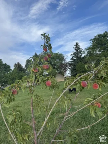 Mature fruit tree with visible peaches, expansive grassy area, and established surrounding trees