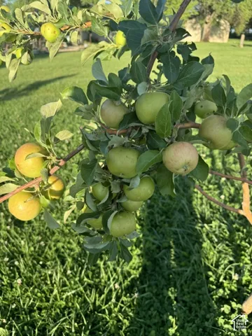 Mature fruit tree featuring verdant foliage and developing apples