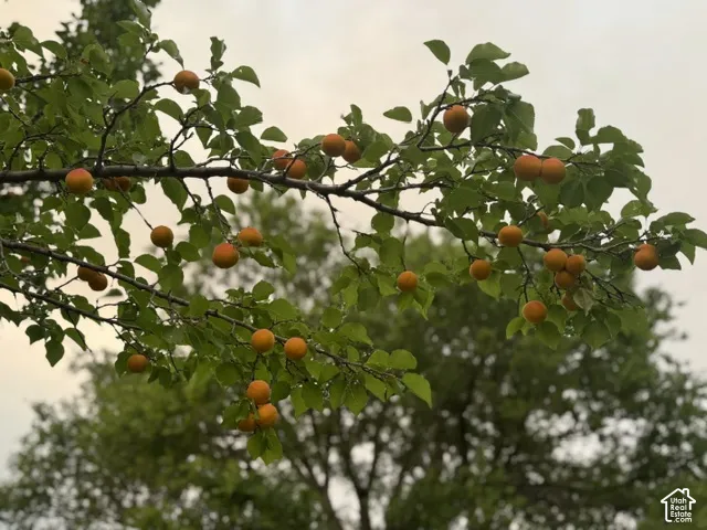 Fruit-bearing tree with abundant foliage