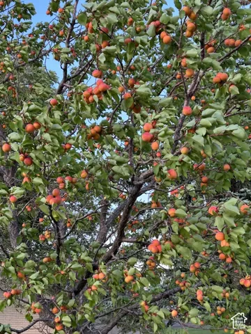 Mature fruit-bearing tree with abundant produce and verdant foliage