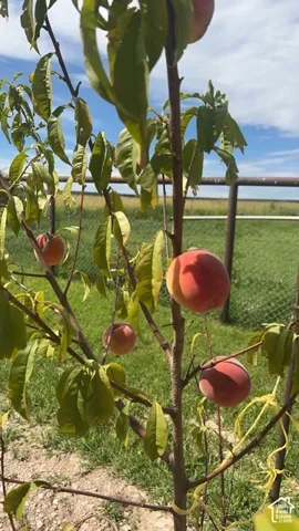 Fruit-bearing tree with visible fruit