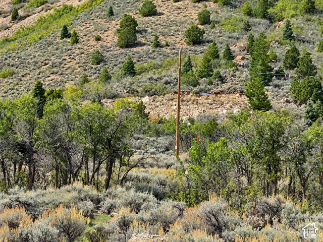 Hilly terrain featuring diverse vegetation, including evergreen trees and various shrubs