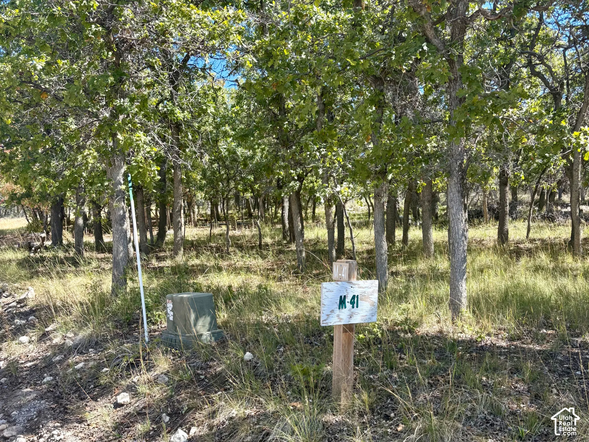 Wooded lot featuring mature trees and natural ground cover