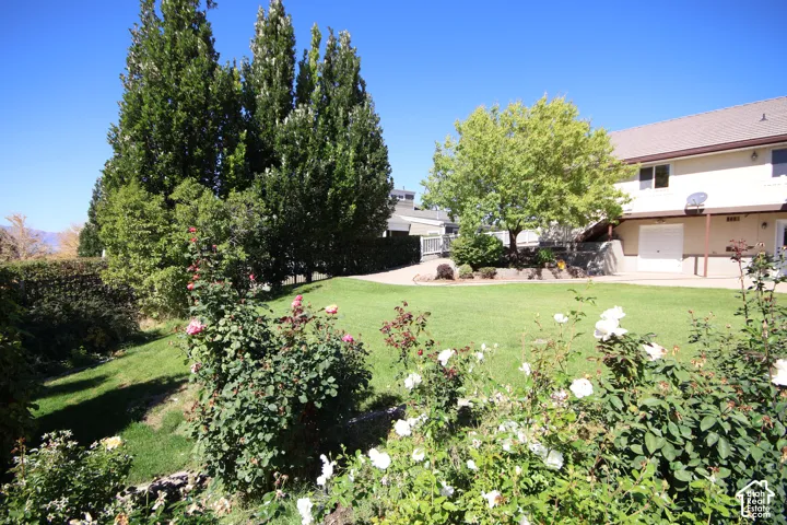 Expansive lawn area with mature trees and established rose bushes