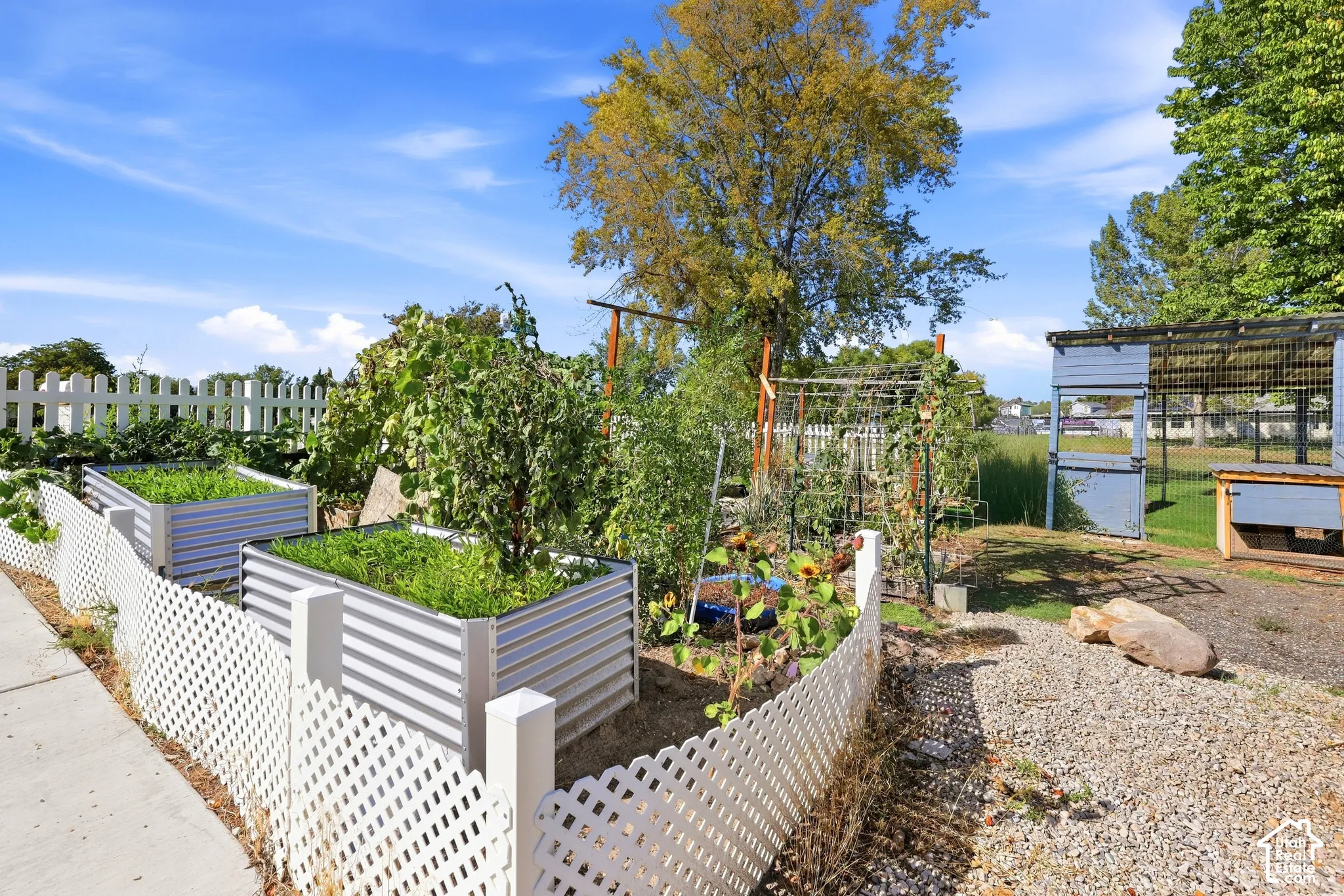 Garden area featuring two corrugated metal raised beds, a white lattice fence, additional garden beds, and gravel hardscaping