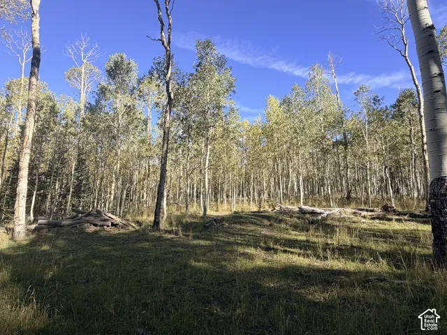 Expansive wooded property featuring mature trees and a grassy clearing