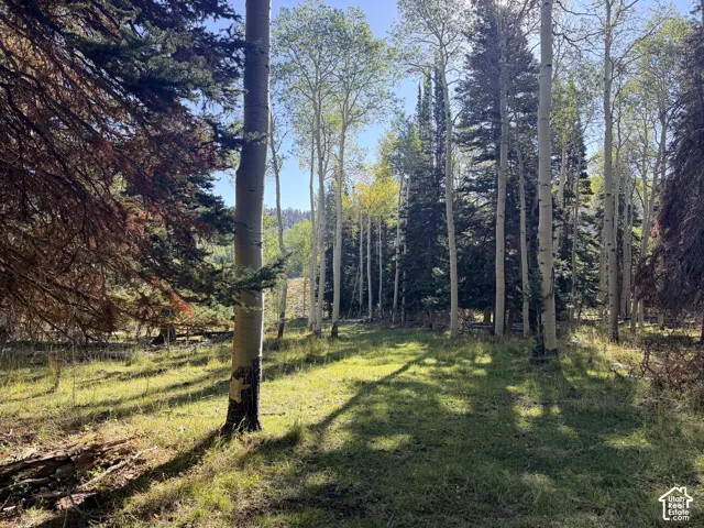 Natural landscape featuring abundant mature trees, a mix of deciduous and coniferous varieties, and a grassy ground cover