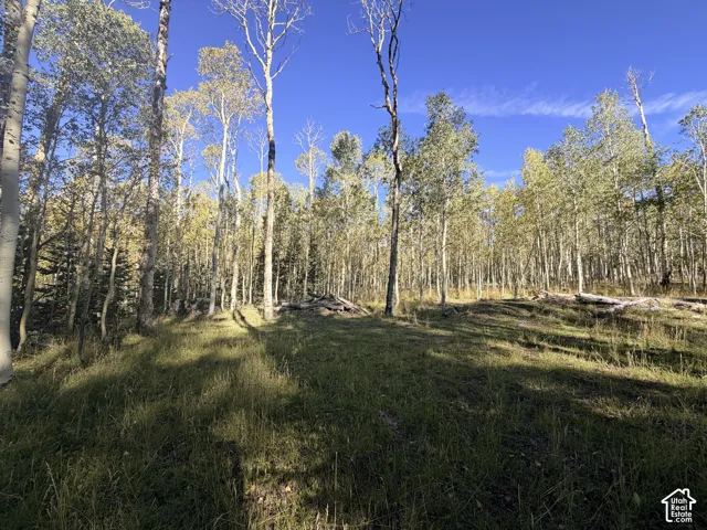 Expansive wooded lot featuring numerous deciduous trees, a natural clearing, and a mixture of grasses and fallen timber