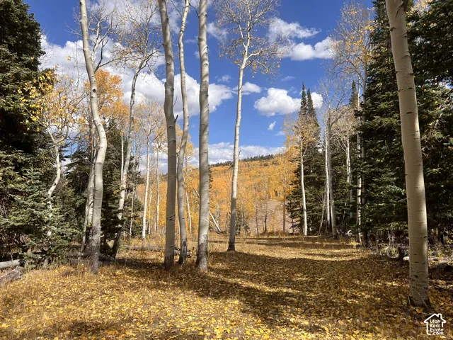 Wooded lot featuring mature deciduous and evergreen trees with ground cover of fallen leaves