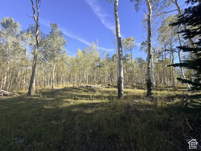 Expansive natural setting featuring mature aspen trees and evergreen foliage under a clear sky