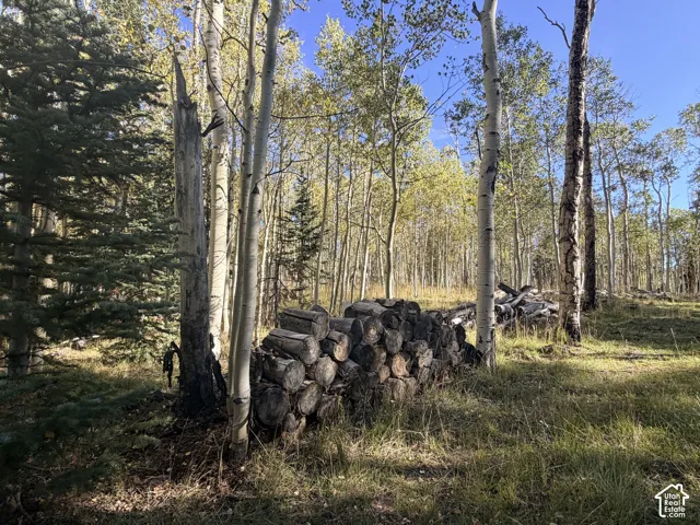 Wooded lot featuring mature aspen and evergreen trees, natural ground cover, and stacked logs