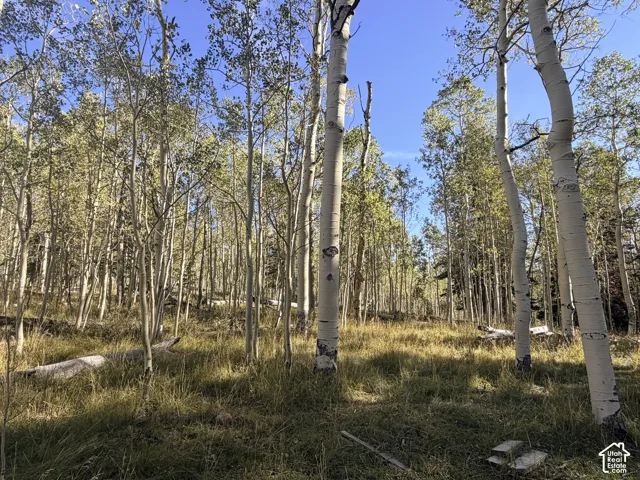 Expansive natural landscape featuring a dense forest of mature trees and a grassy ground cover