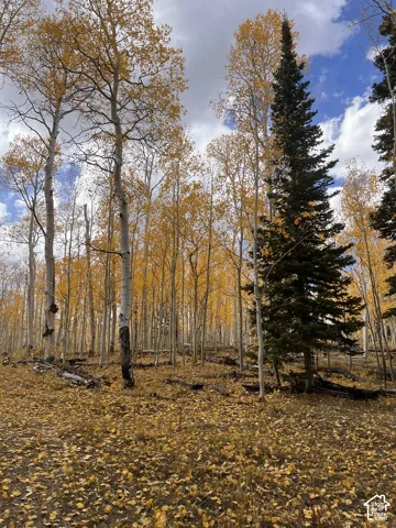 Mature woodland with golden deciduous foliage and evergreen trees
