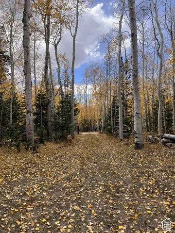 Wooded property featuring a natural ground cover, mature deciduous trees, and evergreen trees