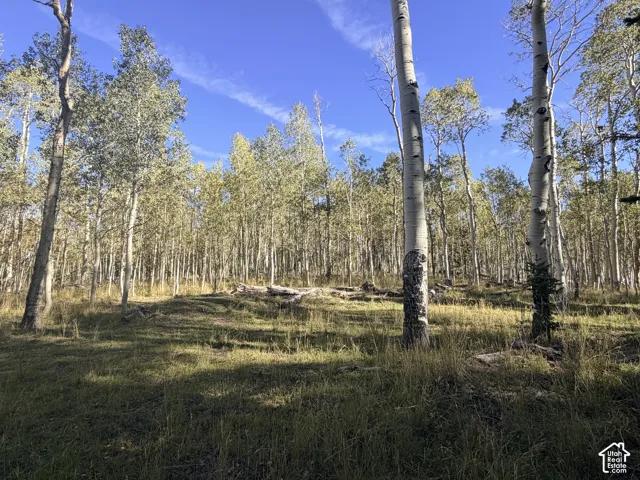 Expansive wooded lot featuring mature deciduous trees and natural ground cover