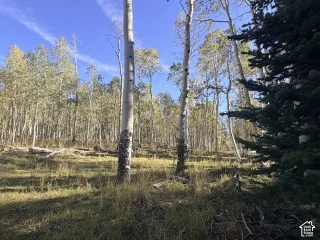 Expansive natural landscape with mature trees and varied foliage