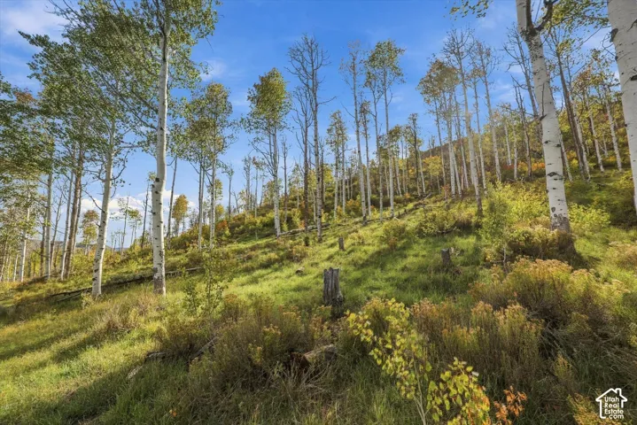 Sloping terrain with mature deciduous trees and scattered undergrowth