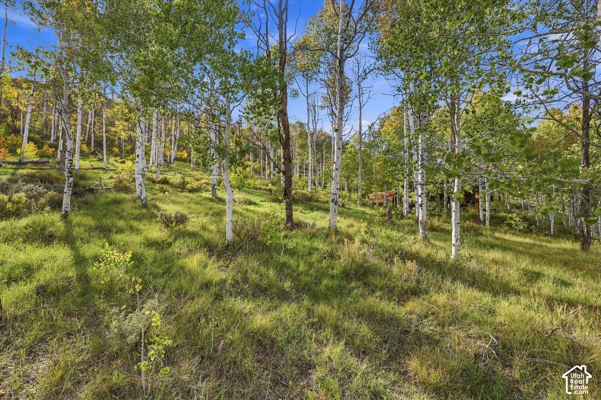 Sloping terrain featuring a dense arrangement of deciduous trees and natural ground cover