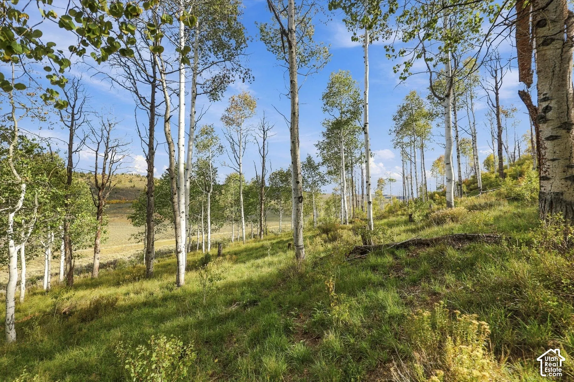 Sloping terrain featuring mature deciduous trees and natural vegetation