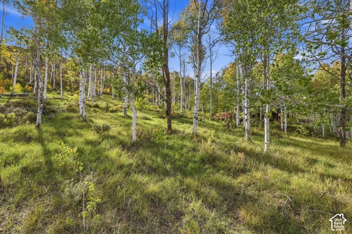 Sloping terrain featuring a dense arrangement of deciduous trees and natural ground cover