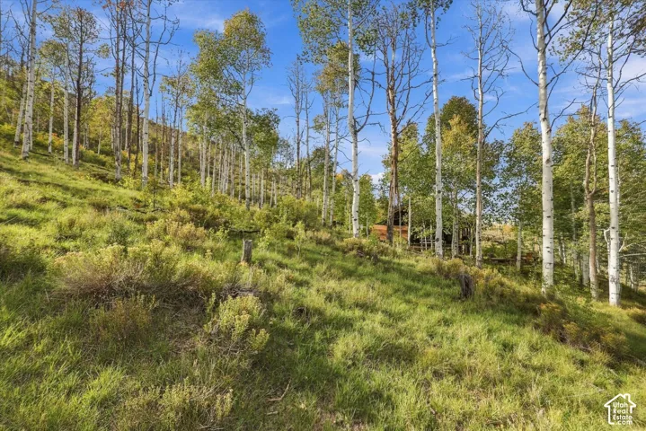 Sloping terrain with abundant foliage and mature trees