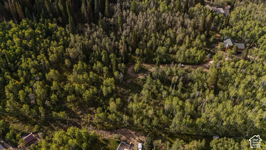 Expansive treed landscape with a visible structure nestled among the foliage