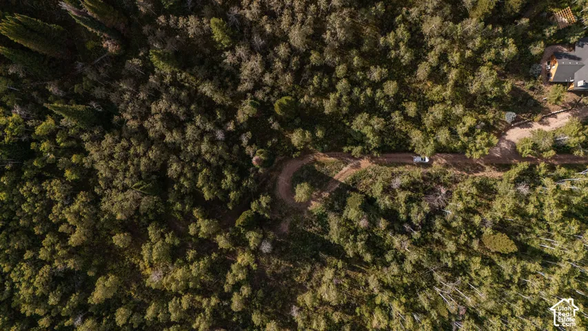 Wooded property with a winding unpaved road